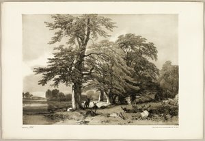 Buche, aus Der Park und der Wald von James Duffield Harding