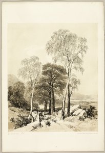 Birke und Eiche, aus Der Park und der Wald