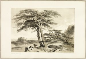 Zedern des Libanon, aus Der Park und der Wald von James Duffield Harding
