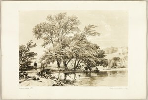 Gemeine Weide, aus Der Park und der Wald