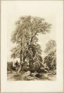 Ulme und Birke, aus Der Park und der Wald