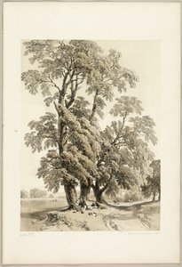 Ulme, aus Der Park und der Wald von James Duffield Harding