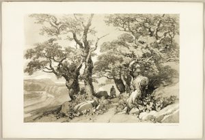 Alte Eichen, aus Der Park und der Wald