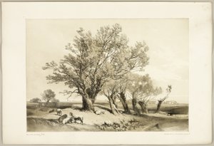 Kopfweide, aus Der Park und der Wald