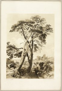 Schottische Kiefer, aus "Der Park und der Wald" von James Duffield Harding
