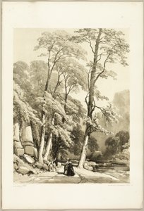 Platane, aus Der Park und der Wald