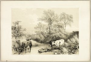 Dorn, Weide, Buche und Birke, aus Der Park und der Wald