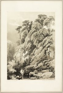 Ulme und Tannen, aus Der Park und der Wald