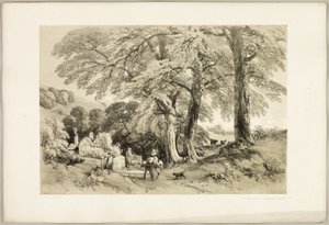 Ulme, aus Der Park und der Wald