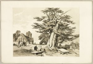 Eibe, aus Der Park und der Wald
