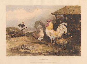 Ländliche Ritterlichkeit; Eine Serie in sechs Platten von Kampfhähnen: 1. Aufmerksamkeit von James Fahey
