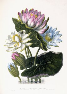 Rote, blaue und weiße Lotusblume von Hindostan, 1781 von James Forbes