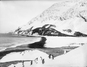 Ein Blick entlang der Küste mit Pinguinen im Vordergrund, Südgeorgien