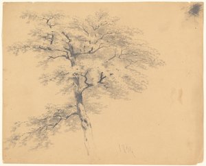 Baum