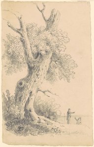 Baum in der Nähe des Ufers