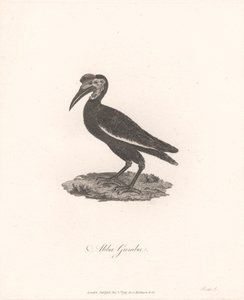 Abba Gumba von James Heath