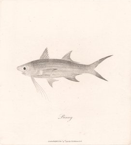 Binny von James Heath