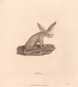 Fennek von James Heath
