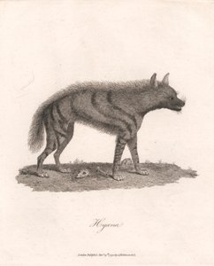 Hyäne