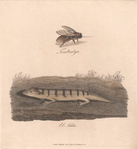 Tsaltsalya / El Adda von James Heath