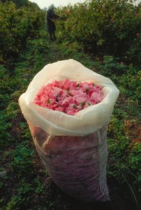 Eine Tasche voller frisch gepflückter Rosenblätter. Tal der Rosen, Bulgarien. von James L Stanfield