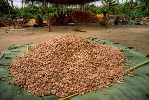 Ein großer Haufen Kakaobohnen (Gattung: Theobroma, Art: cacao), die bereits fermentiert sind.