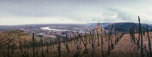 Ein Weinberg mit Blick auf die Stadt und den Fluss Rhone. SOCIETE PAUL JABOULET AINE WEIN... von James L Stanfield