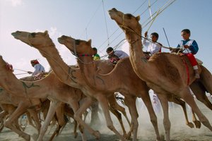 Kamele stürmen während der Nationalfeiertags-Kamelrennen Omans vorwärts. Al Falaj District Rennstrecke, Oman. von James L Stanfield