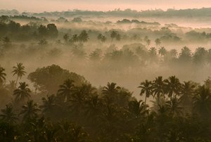 Früher Morgennebel über der alten Goa-Landschaft bei Sonnenaufgang. ALT-GOA, GOA, INDIEN.