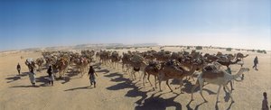 Panorama einer Salzkarawane außerhalb von Fachi. In der Nähe von Fachi, Niger.