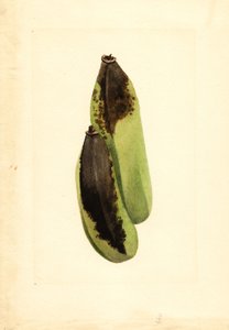 Bananen (Musa) von James Marion Shull