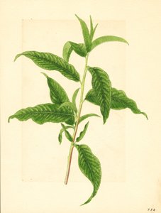 Zweig mit grünen Blättern vom Elberta-Pfirsichbaum (Prunus persica: Elberta)