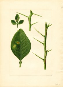 Kranke Orangenbaumblatt und Zweig (Poncirus trifoliata)