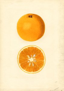 Homosassa-Orangen (Citrus sinensis)