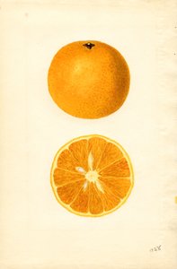 Majorca-Orangen (Citrus sinensis)