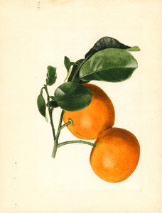 Orangen (Citrus aurantium: Sauer x 2/3)