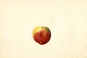 Pfirsich (Prunus persica: Elberta)