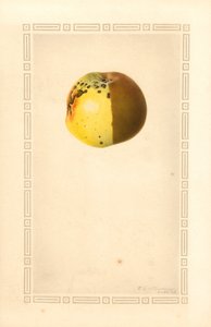 Russet-Apfel (Malus domestica)