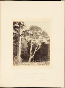 Alter Cluster-Kiefer im Belvidere von James Sinclair, 14th Earl of Caithness