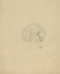 Ein Bär von James Sowerby