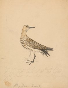 Ein Vogel von James Sowerby