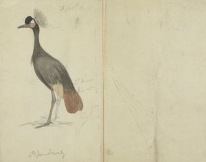 Ein Kranich von James Sowerby