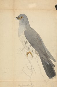 Eine Taube von James Sowerby