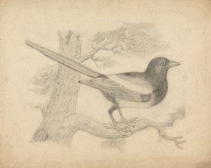 Eine Elster in einem Baum von James Sowerby