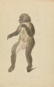 Ein Mandrill von James Sowerby