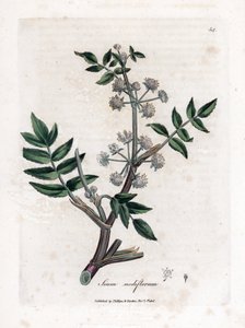 Sumpf-Wasserkresse, Sium nodiflorum