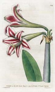 Amaryllis Variete, ursprünglich aus Südamerika - Lithographie von James Sowerby (1757-1822), aus dem Botanical Magazine von William Curtis (1746-1799)