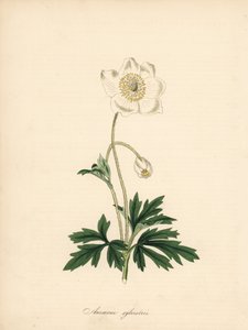 Anemone der Bohrer - Schneeglöckchen-Anemone, Anemone sylvestris. Aus einer Illustration von James Sowerby in William Curtis