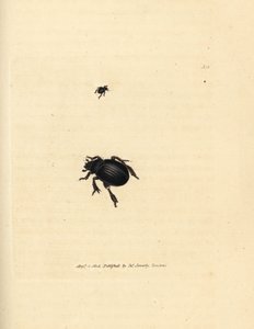 Aphodius arenarius Käfer (Scarabaeus ovalis). Handkolorierter Kupferstich von James Sowerby aus The British Miscellany, oder Coloured figures of new, rare, or little known animal subjects.