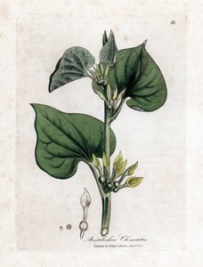 Kletternde Osterluzei, Aristolochia clematitis. Handkolorierte Kupferstichgravur aus einer botanischen Illustration von James Sowerby aus William Woodville und Sir William Jackson Hooker